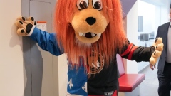 Spartacat wearing a Senators/Nordiques jersey