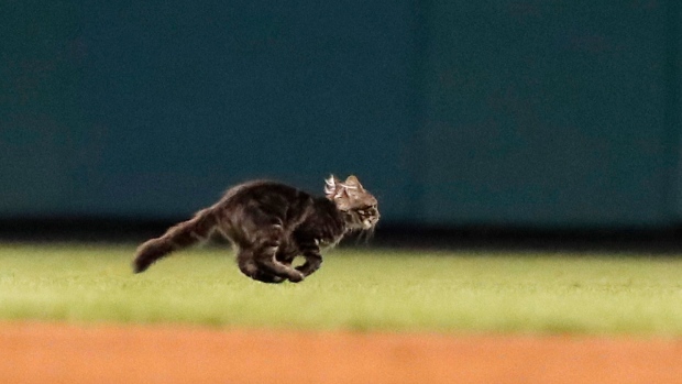 Rally cat: Molina slam after cat runs on field leads Cards over Royals